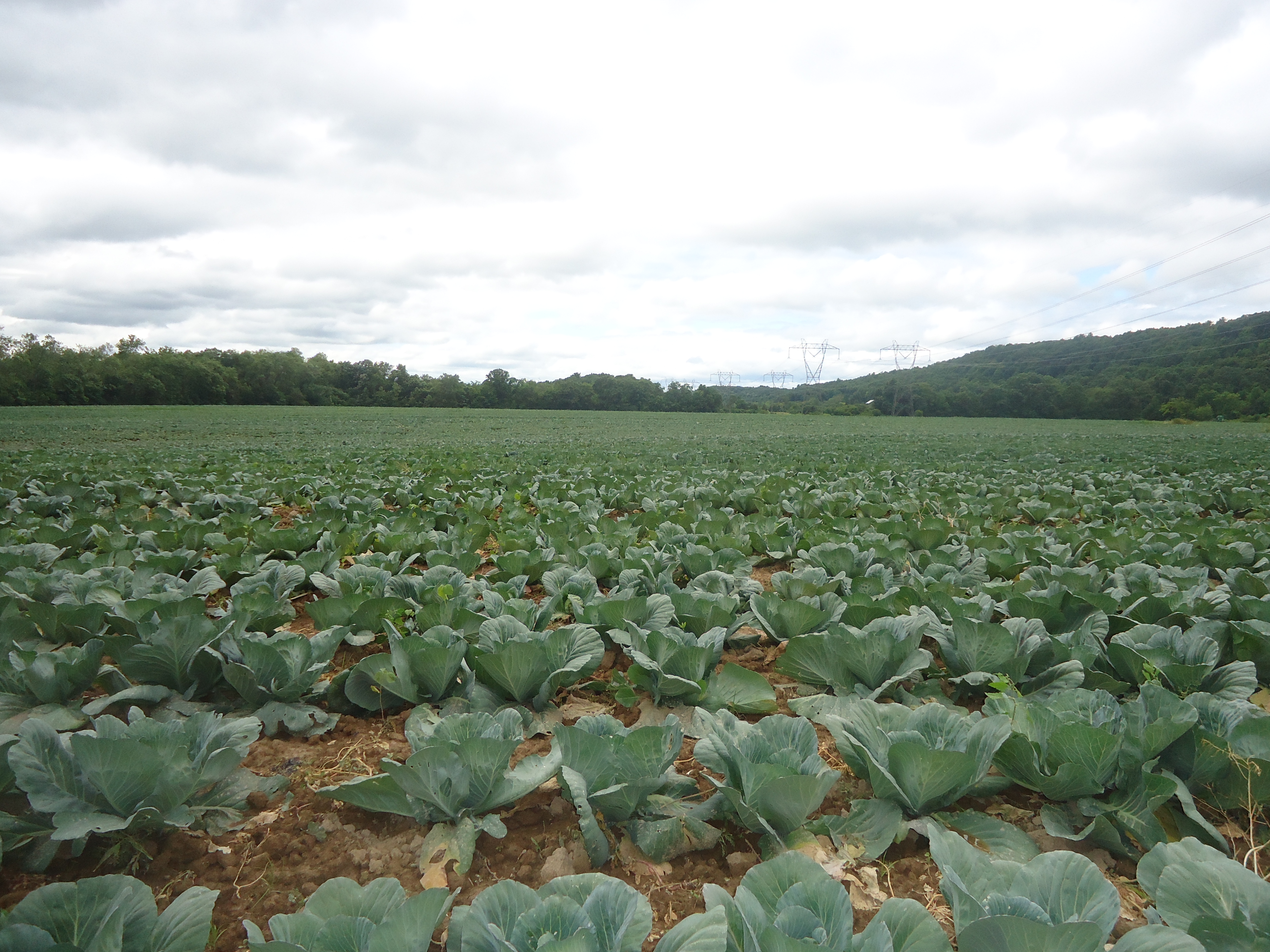 Blackhorsecabbage