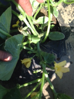 squash blossoms