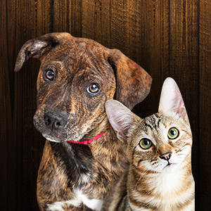 PetFoodDrive_web_300x300