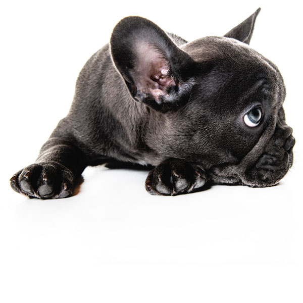 french bulldog