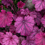 Heuchera